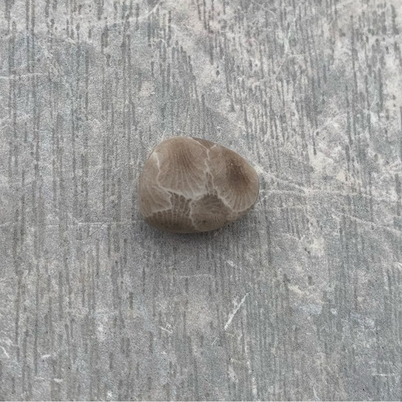 Petoskey stone - Picture 1 of 8